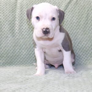 pitbull pups for sell
